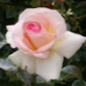 Meet your Posher, Cadence